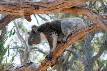 this is a side view of a koala
