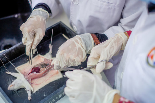 Malaysia - March 2, 2020: Surgeon perform vascular anastomosis on the rat lab. Students do a practical session at university in Malaysia in laboratory rat. 