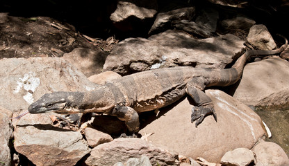 the lace lizard is a large lizard that climbs trees