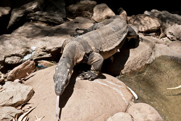 the lace lizard is a large lizard that climbs trees
