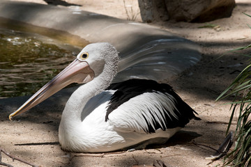 this is a side view of a pelican