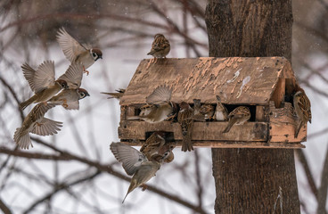 A large flock of sparrows near the feeding trough