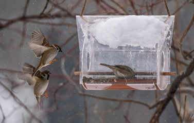 Sparrows near the feeder are fighting for food