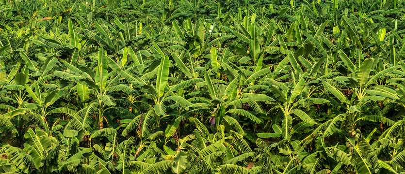 Banana plantation Organic Crop. Rural landscape banana palm field.