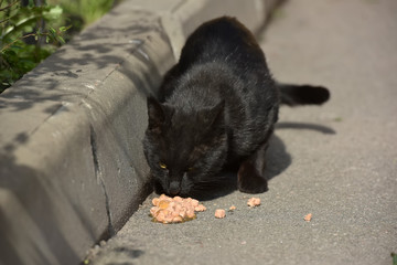black stray cat eats on the pavement
