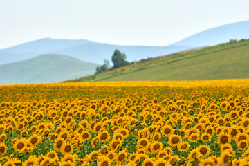 Field of sunflowers.  Yellow sunflowers grow in the field.  Agricultural crops. East Kazakhstan region. Kazakhstan.