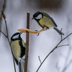 A bird tit sits on a branch with food