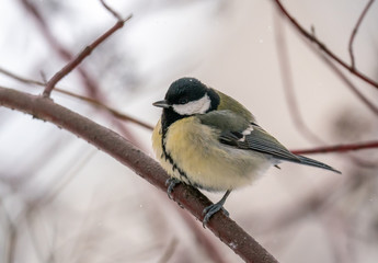 Titmouse in winter park