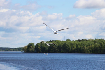 Fototapeta na wymiar Three seagulls fly over the water
