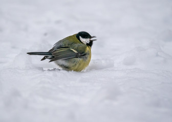 Fototapeta premium Titmouse in winter park