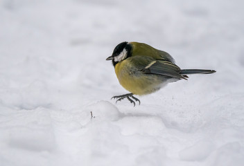 Titmouse in winter park