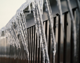 Shiny icicles hang at spring day.