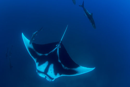 Oceanic Manta Ray (Manta Birostris)