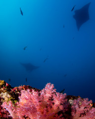 Manta Rays above coral reef 