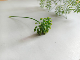 fresh aromatic green fennel seed