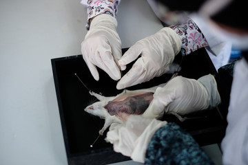 Malaysia - March 2, 2020: Surgeon perform vascular anastomosis on the rat lab. Students  tdo a practical session at university in Malaysia in laboratory rat. 