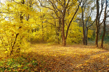 autumn forest with misty morning