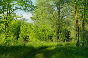Fototapeta na wymiar Nature green trees with rural road in quiet park in spring.