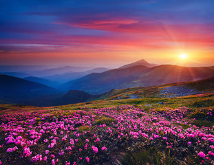Charming pink flower rhododendrons at magical sunset. Location Carpathian mountain, Ukraine.