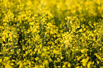 Beautiful flowering colza field close-up. Soft focus