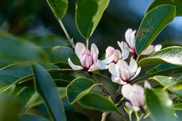 Flower of magnolia - Michelia compressa - is bloom in countryside of Nagasaki prefecture, JAPAN.
