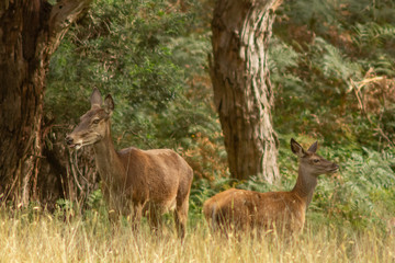 wild animals on australia.