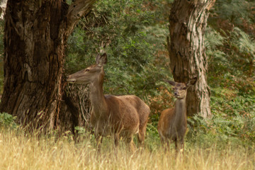 Macedon ranges Australia deers.
