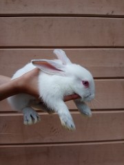Obraz premium rabbit in basket