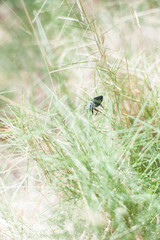 Naturaleza