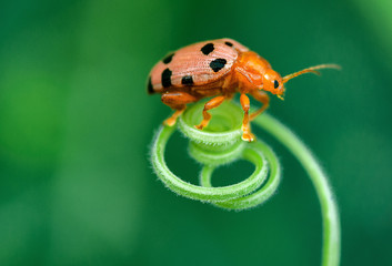 ladybug on green leaf