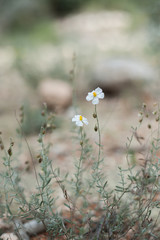 Naturaleza