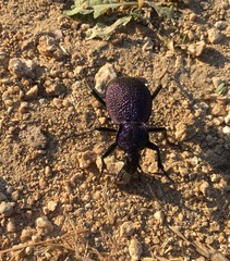 bug