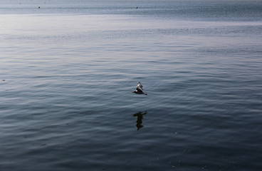 seagull on the beach