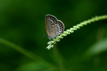 butterfly on leaf
