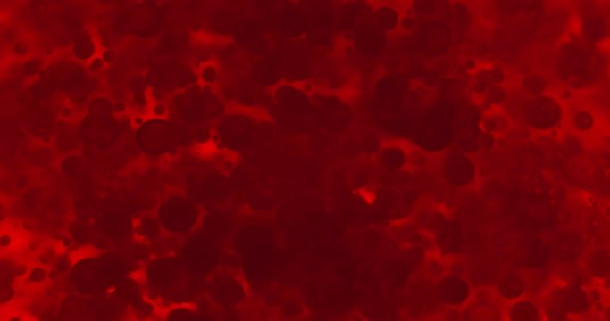Small red blood cells in fluid