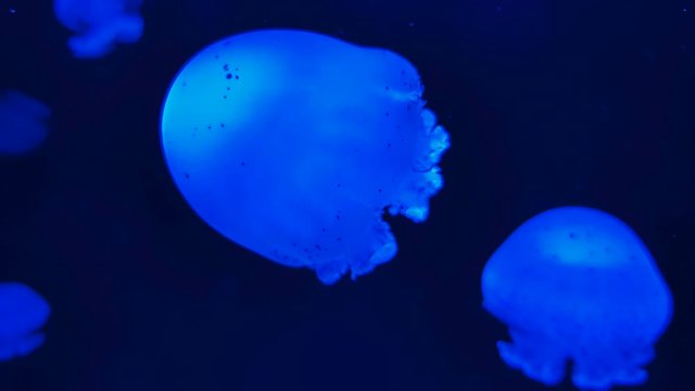 Beautiful colorful jellyfish in aquarium. Jellyfish from sea.