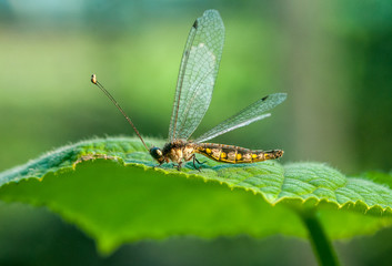dragonfly on leaf