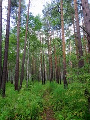 trees in the forest