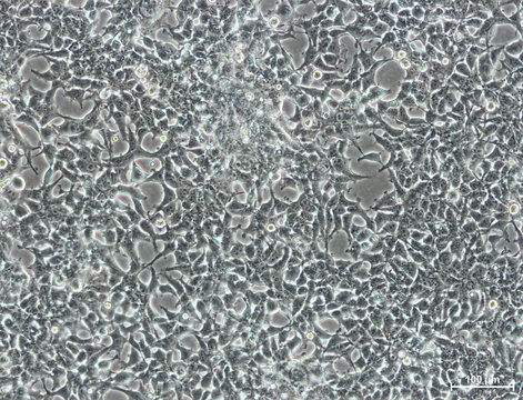 Cell culture of human embryonic kindney cells (HEK)