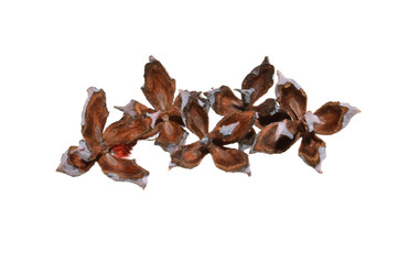 thuja isolated on white background