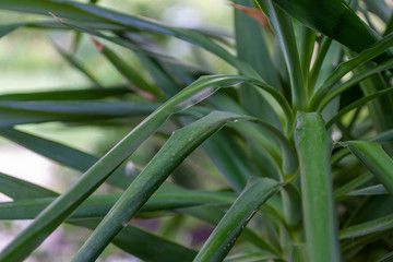 Fototapeta premium Closeup shot of a Yucca plant