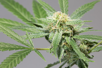 Cannabis_Bud