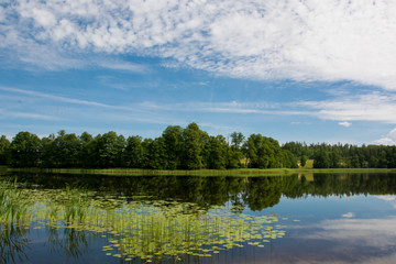Fototapeta na wymiar Scenic landscape of forest lake. Lake shore with green trees. Sunny summer day. Thickets of lilypads and grass.