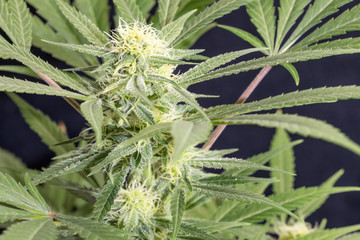 Weed