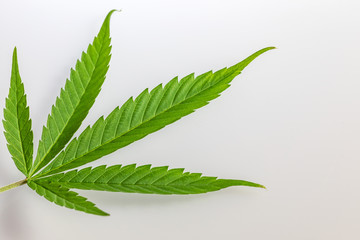 Cannabis_Leaf
