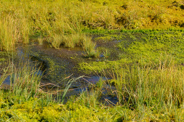 Hochmoor auf der Rossbrandhöhe in Österreich