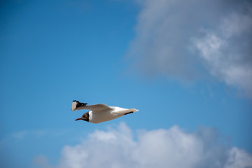 Möwe im Flug