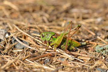 Wanstschrecke (Polysarcus denticauda)	