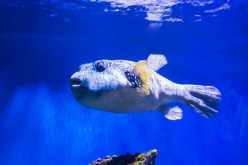 Fugu puffer blowfish fish Arothron Hispidus in aquarium as nature underwater sea life background
