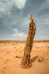 desert dead tree
